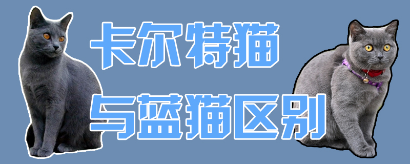 卡爾特貓與藍貓區別