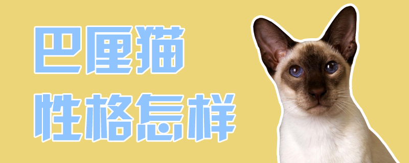 巴厘貓性格怎樣