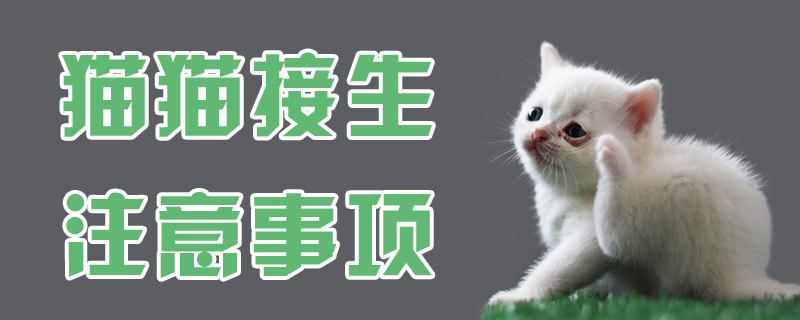 貓貓接生注意事項