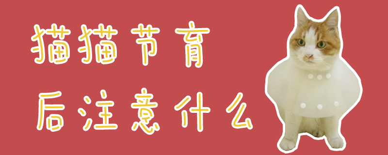 貓貓節育后注意什么