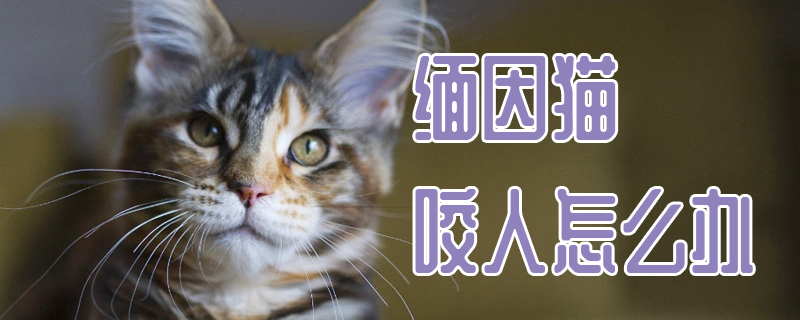 緬因貓咬人怎么辦