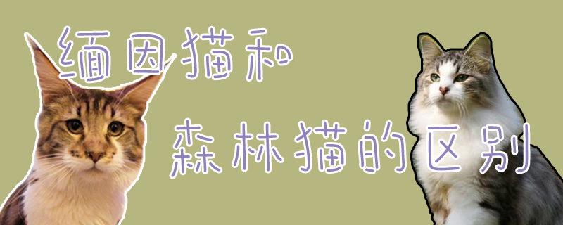 緬因貓和森林貓的區別