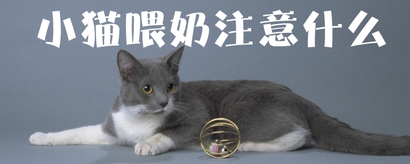 小貓喂奶注意什么