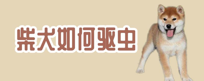 柴犬如何驅蟲