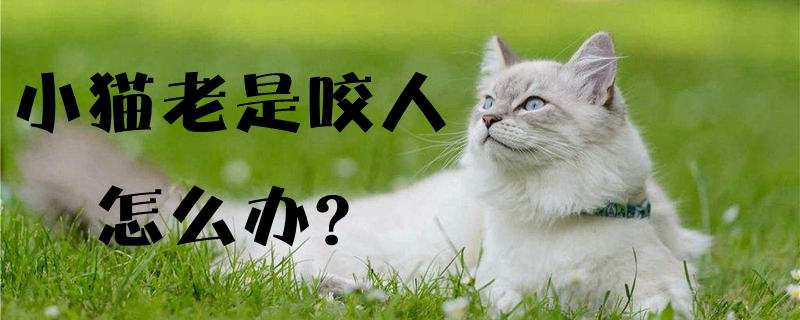 小貓老是咬人怎么辦