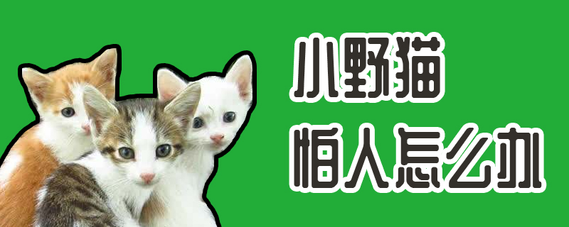 小野貓怕人怎么辦