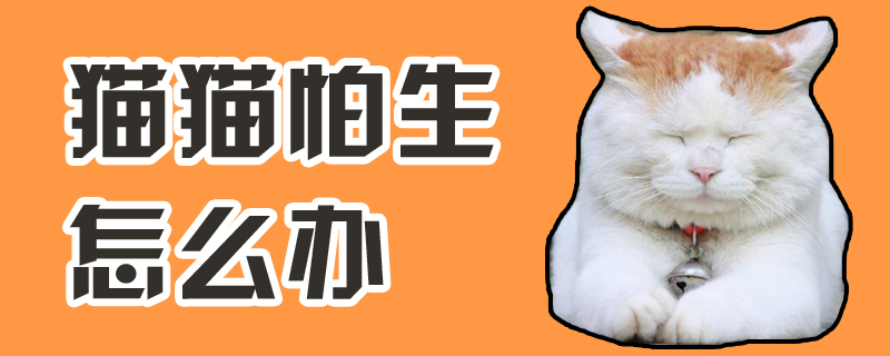 貓貓怕生怎么辦