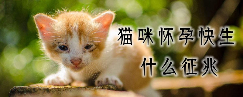 貓咪懷孕快生什么預兆