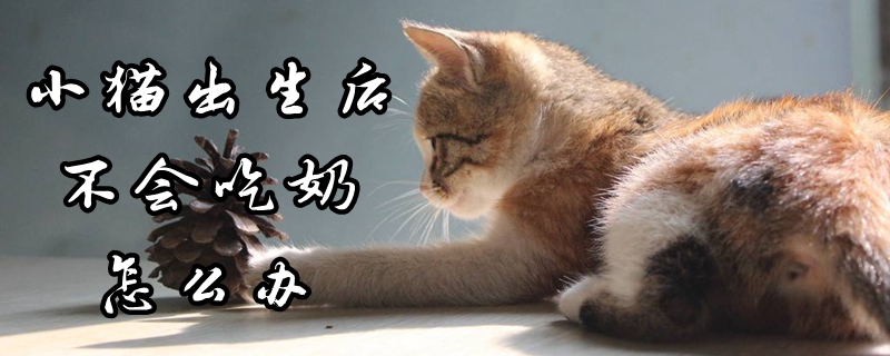小貓出生后不會吃奶怎么辦