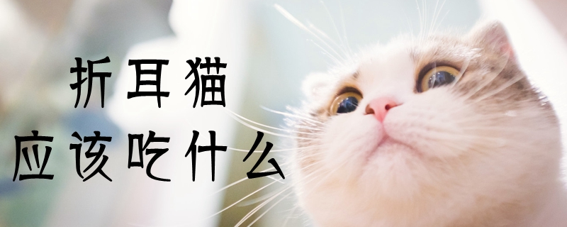 折耳貓應該吃什么