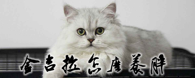 金吉拉怎么養(yǎng)胖
