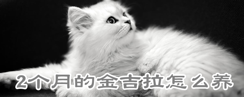 2個月的金吉拉怎么養