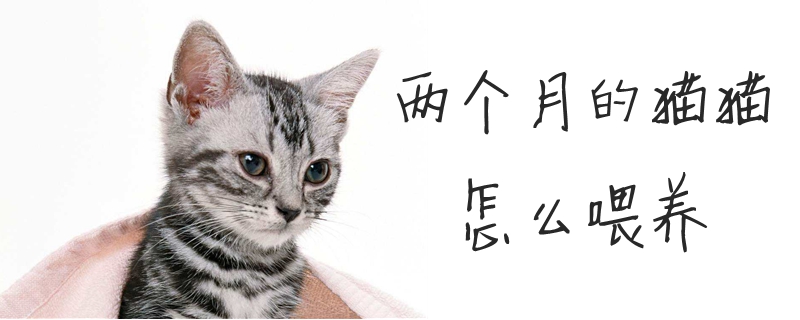 兩個月的貓貓怎么喂養(yǎng)
