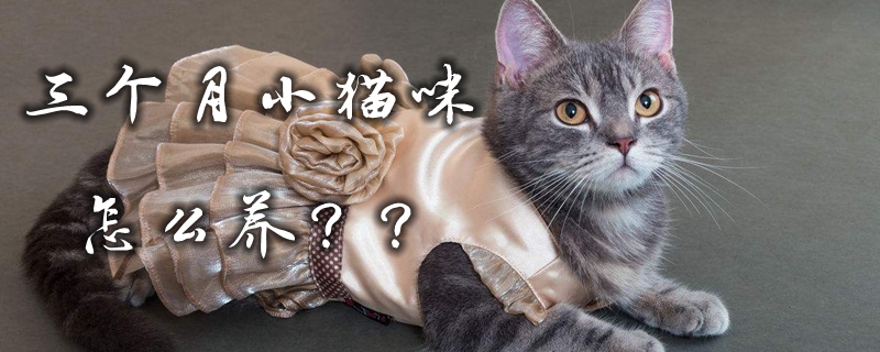 三個月小貓咪怎么養