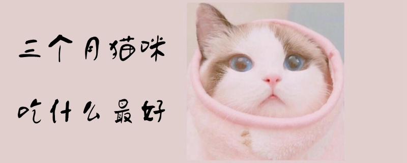 三個(gè)月貓咪吃什么最好