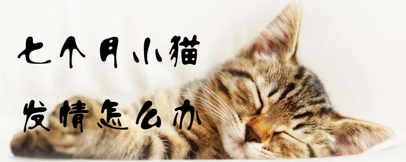 七個(gè)月小貓發(fā)情怎么辦