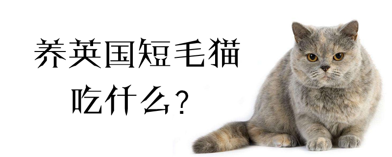 養英國短毛貓吃什么