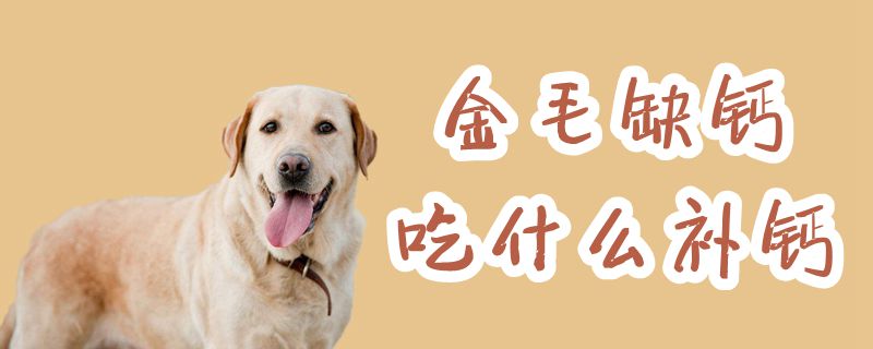 金毛缺鈣吃什么補鈣