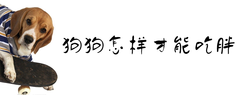 狗狗怎樣才能吃胖