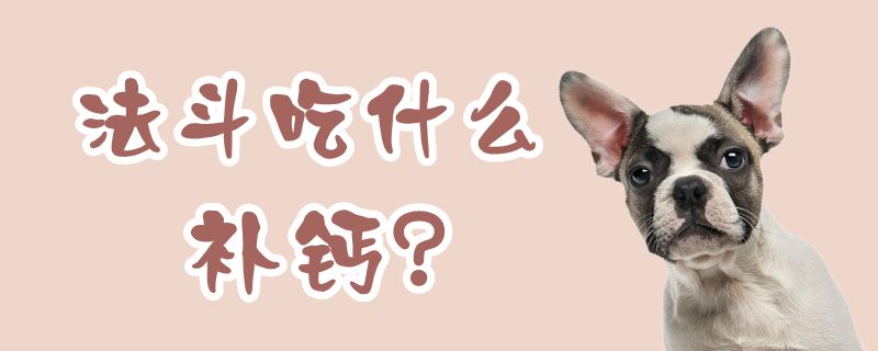 法斗吃什么補(bǔ)鈣