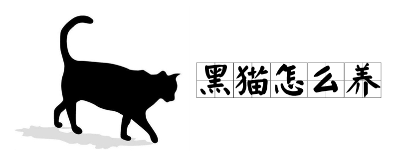 黑貓怎么養