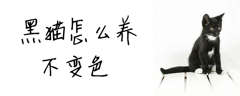 黑貓怎么養不變色
