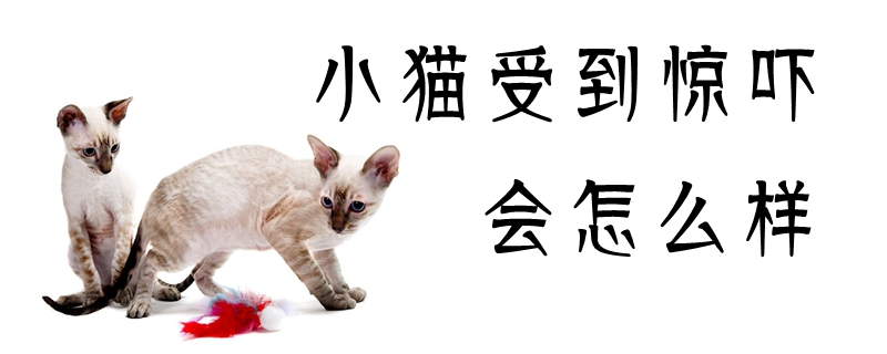小貓受到驚嚇會怎么樣