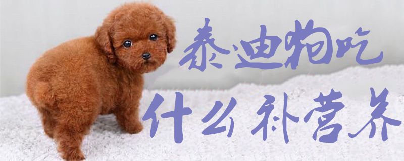 泰迪狗吃什么補(bǔ)營養(yǎng)1