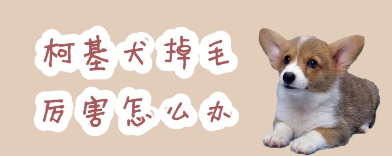 柯基犬掉毛厲害怎么辦