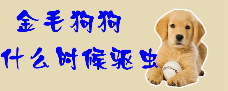 金毛狗狗什么時候驅蟲1