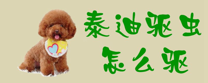 泰迪驅蟲怎么驅1