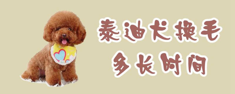泰迪犬換毛多長時(shí)間
