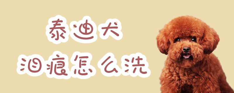 泰迪犬淚痕怎么洗