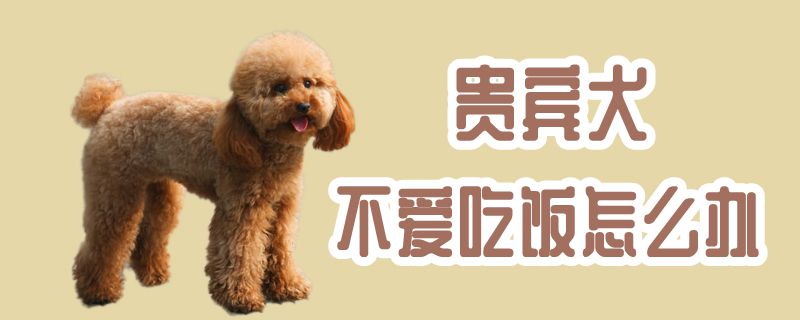 貴賓犬不愛吃飯?jiān)趺崔k