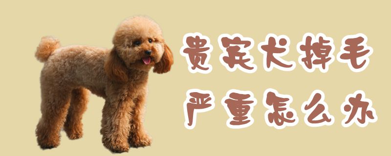 貴賓犬掉毛嚴(yán)重怎么辦