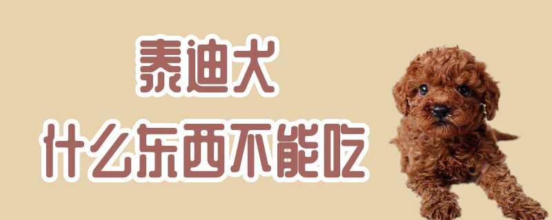泰迪犬什么東西不能吃