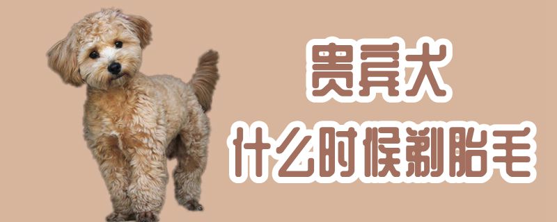 貴賓犬什么時候剃胎毛