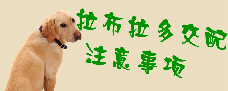 拉布拉多交配注意事項(xiàng)1