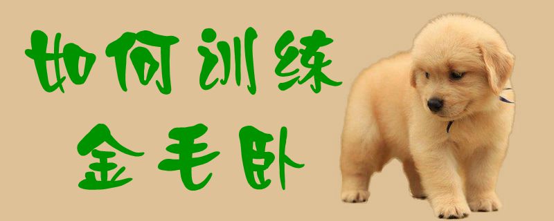 如何訓(xùn)練金毛臥1