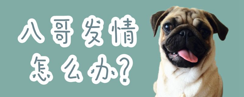 八哥發情怎么辦