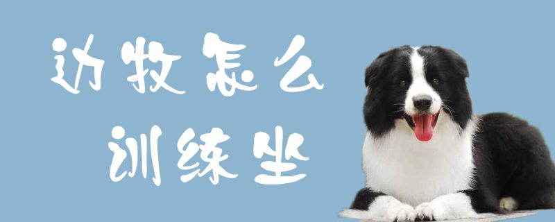 邊牧怎么訓(xùn)練坐1