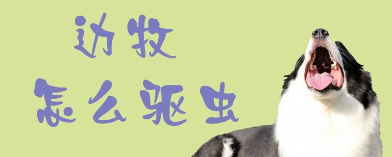邊牧怎么驅蟲1