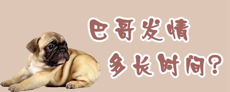 巴哥發(fā)情多長時間