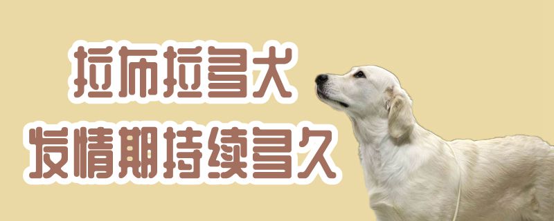 拉布拉多犬發(fā)情期持續(xù)多久