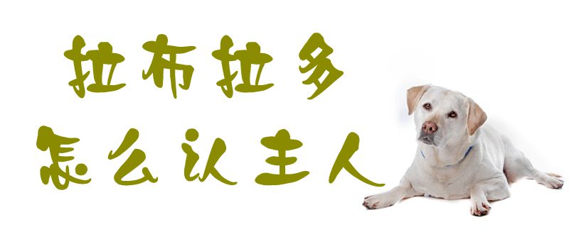 拉布拉多怎么認主人1