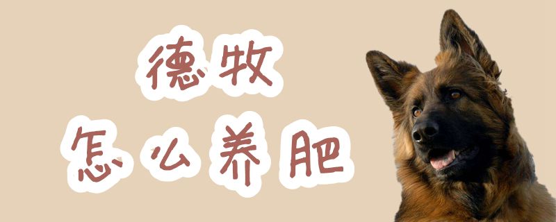 德牧怎么養肥