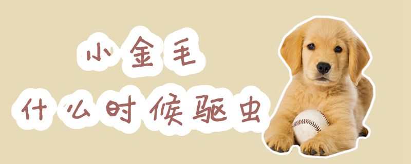 小金毛什么時(shí)候驅(qū)蟲(chóng)
