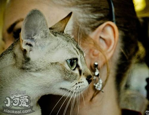 新加坡貓會(huì)跳環(huán)嗎 新加坡貓?zhí)h(huán)訓(xùn)練
