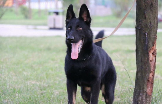 德牧怎么訓(xùn)練大小便 德國牧羊犬定點上廁所訓(xùn)練視頻1