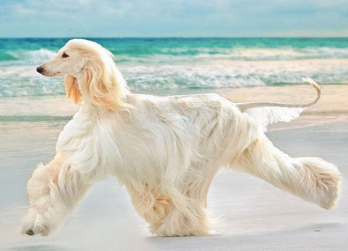 阿富汗獵犬怎么養(yǎng) 阿富汗獵犬養(yǎng)殖方法分享1